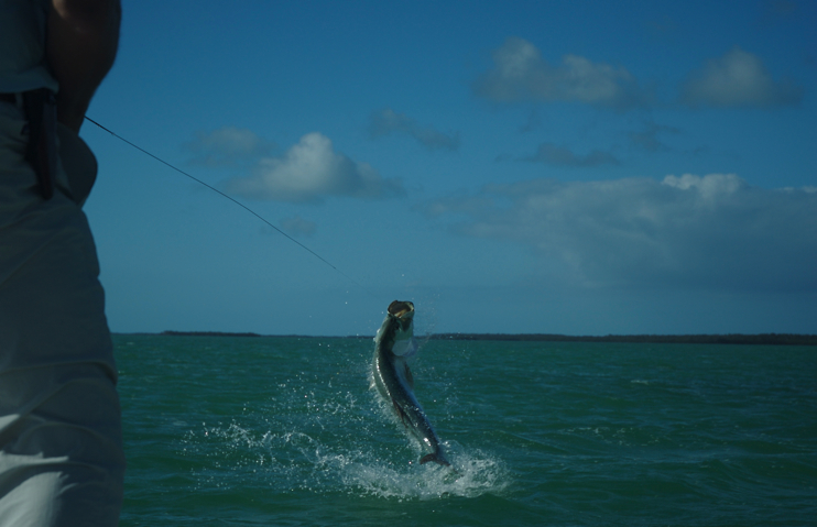 I checked for tarpon with Kris Williams of Boston early last week 