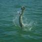 Tarpon Season '08
